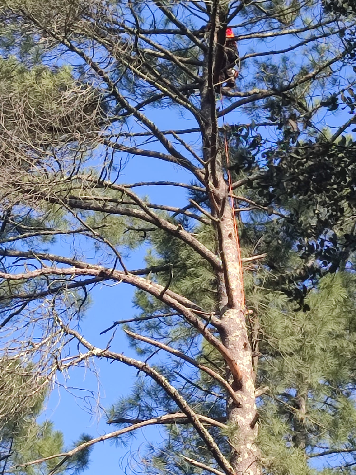 Élagueur grimpeur effectuant un élagage en hauteur sur un pin - ML Environnement Gard